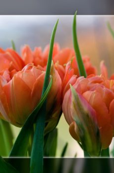 Tulpen