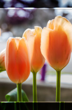 orange Tulpen