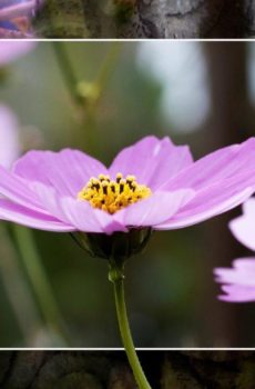 Anemone
