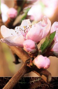 Kirschblüte