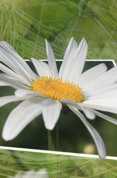 weisse Margerite