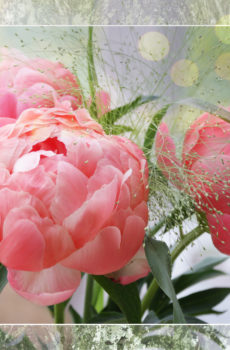 pinke Pfingstrosen