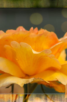 orange Rose
