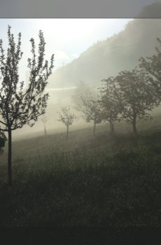 Vogelsang