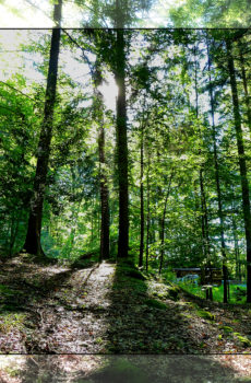 Wald