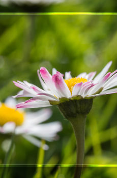 Gänseblümchen
