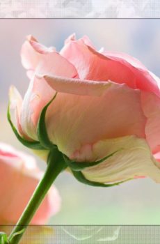 Rose pink